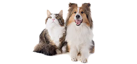 Dropshipping Category